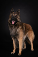 Fototapeta premium Schäferhund