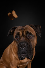 Obraz premium Was für ein Hundeblick