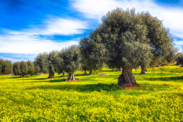 Plantation with many old olive trees and yellow blossoming meadow