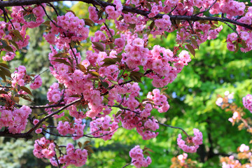 Japanese cherry, sakura tree with delicate pink flowers blooms in spring in the city park on a green background