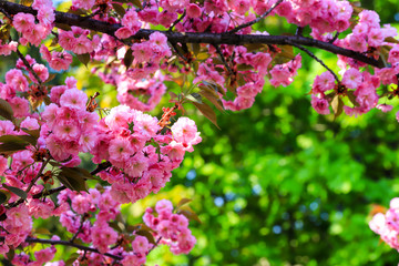 Japanese cherry, sakura tree with delicate pink flowers blooms in spring in the city park on a green background