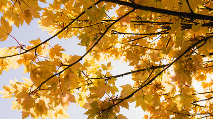 Maple tree foliage in the sky  