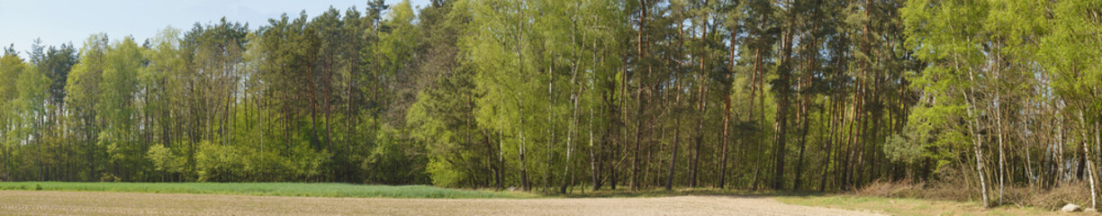 Spring panorama. Multi-species mixed forest on the edge of cultivated fields.