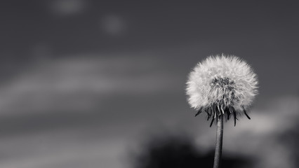 Black and white dandelion 