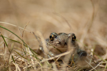 a small garlic toad sits in the grass and looks into the camera