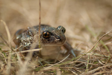 a small garlic toad sits in the grass and looks into the camera