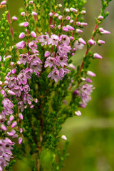 Beautiful, bright lilac-pink bunch of common heather (Calluna vulgaris), in the forest, on a blurred background of greenery.