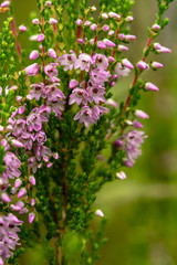 Obraz premium Beautiful, bright lilac-pink bunch of common heather (Calluna vulgaris), in the forest, on a blurred background of greenery.