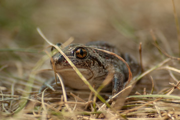 a small garlic toad sits in the grass and looks into the camera