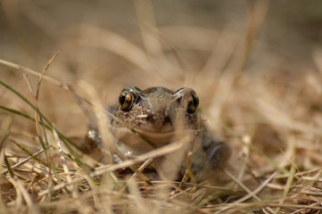 a small garlic toad sits in the grass and looks into the camera