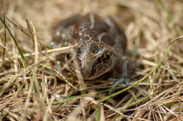 a small garlic toad sits in the grass and looks into the camera