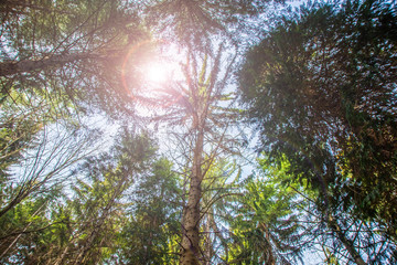 old trees in the woods with the sun filtering through the leaves