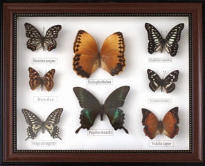 Set of different butterflies on a white background in a frame.