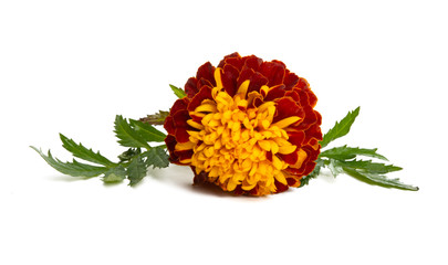 marigold isolated