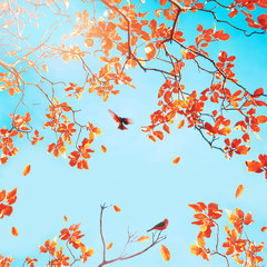 Fototapeta na wymiar Yellow and red bright autumn leaves and red birds against a blue sky in the sunlight. Autumn natural background. Square image.