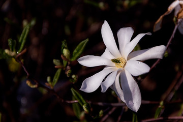 Closeup magnolia white pink flowers spring background