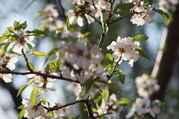 Fototapeta na wymiar Almond tree blossom in spring garden closeup