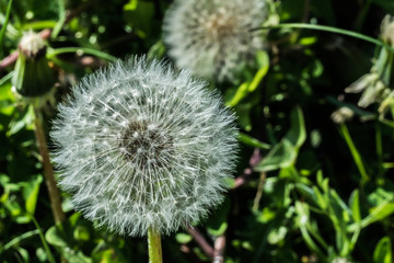 Pusteblume