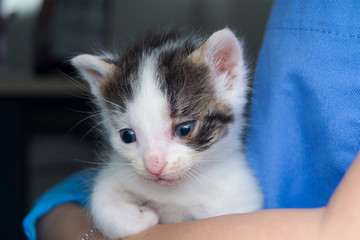 kitten with conjunctivitis in the hand of  veterinarian