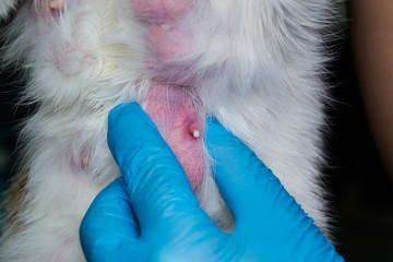the veterinarian massages the mammary gland of a cat with mastitis, to evacuate the infected milk