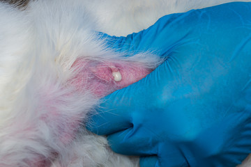 the veterinarian massages the mammary gland of a cat with mastitis, to evacuate the infected milk