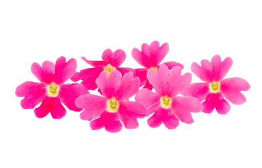 pink verbena isolated