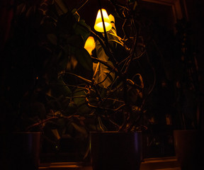 Uplit  plant 1