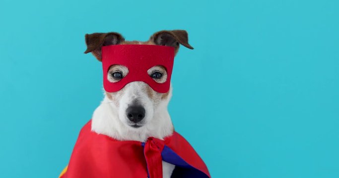 Dog super hero costume. little jack russell wearing a red mask for carnival party isolated blue background