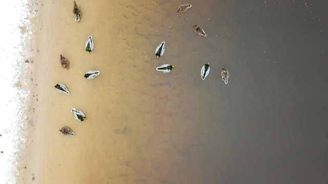 Aerial, birdseye, drone shot, over ducks, on a snowy river, on a sunny spring day, at Neris, in Vilnius, Lithuania