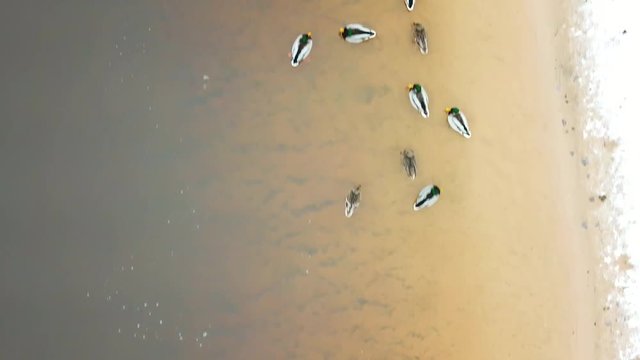 Aerial, top down, drone shot, over ducks, on Neris river, snow on the shore, on a sunny spring day, in Vilnius, Lithuania