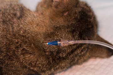 hydration of a cat by giving  subcutaneous fluids