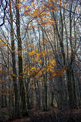Fototapeta premium vibrant coolorful trees winter autumn in matese park