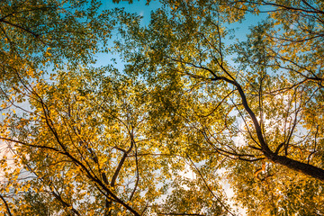 Fototapeta premium Autumn forest sunset, peaceful nature environment, relaxing colors and mood