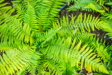 Perfect natural fern pattern. Beautiful background made with young green fern leaves.