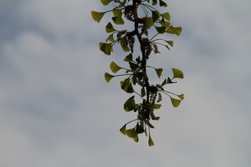 GINKO Baum des LEBENS
