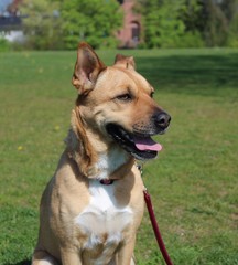 Hund auf Wiese