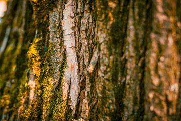 Bark texture background pattern crack old brown for design