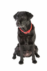 Obraz premium Labrador Retriever