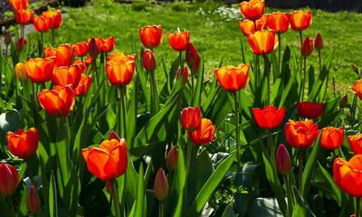 viele Tulpen leuchten rot-orange im sonnigen Gegenlicht
