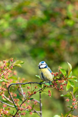 Eurasian blue tit bird sitting on a tree branch