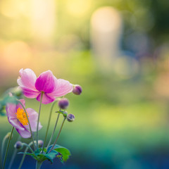 Beautiful flowers and meadow on blurred nature background. Wonderful spring summer mood background....