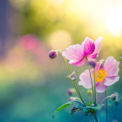 Beautiful flowers and meadow on blurred nature background. Wonderful spring summer mood background. Inspirational nature closeup