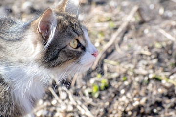 Young kitten hunter, portrays a predatory cat.