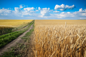Wheat field under cloudy blue sky in Ukraine
