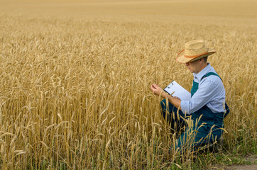 Naklejka na ściany i meble Farmer with clipboard inspecting crop at wheat field