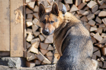 dog shepherd - guard and just a funny dog.