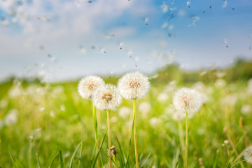 Dandelions close-up on nature in spring against backdrop of summer house and blue sky. The wind...