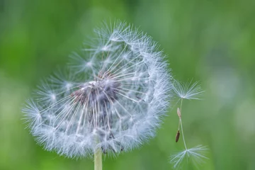 Outdoor kussens Closeup of dandelion on natural background. Bright, delicate nature details. Inspirational nature concept, soft blue and green blurred bokeh backgorund © icemanphotos