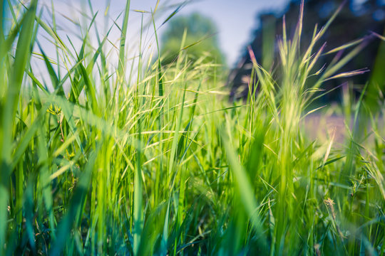 Meadow field close-up macro photo of vibrant lush green grass in morning sun ray from green grass field in garden