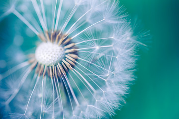 Closeup of dandelion on natural background. Bright, delicate nature details. Inspirational nature concept, soft blue and green blurred bokeh backgorund - obrazy, fototapety, plakaty
